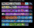Diverse Collection of 46 Skins for PC Battle Royale 🎭🖥