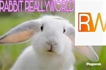 Rabbit bez bana s pereprivizkoi, Sale