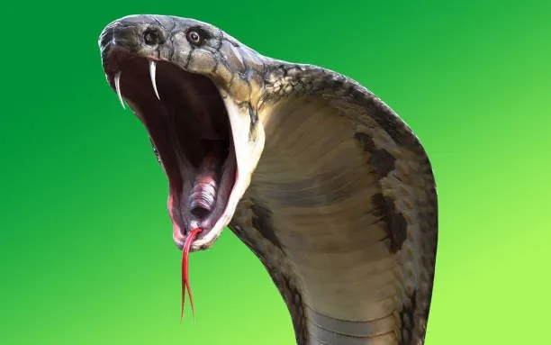 ⚜️ReallyWorld⚜️ DONATE COBRA / COBRA✅ NO BANS OR MUTATIONS✅⭐❤️⭐✅NO LINKING!✅+CHECK✅, Sale, Partial account data